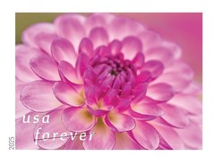 Dahlias 2025