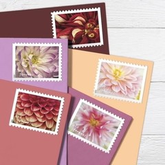 Dahlias 2025