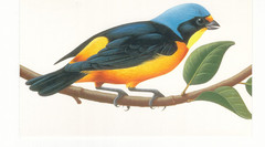 1997…20 Cent…Antillean Euphonia…2 Postcards