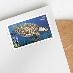 USPS Protect Sea Turtles 2024 First-Class Mail Forever Postage Stamps – 1 Sheet