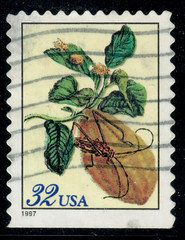 USA – 1997 – Merian Botanical Prints – Citrus medica limonum – 32¢ – #3820
