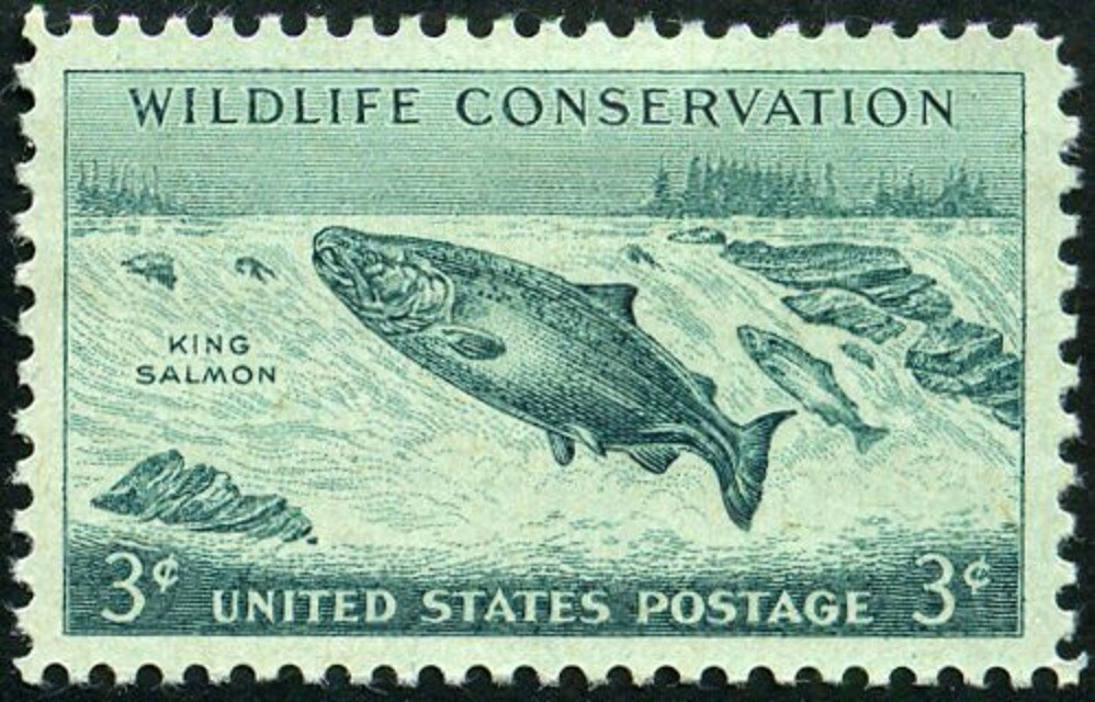 USA 1956 – Wildlife Conservation/King Salmon (Oncorhynchus tshawytscha) 😎 #1079