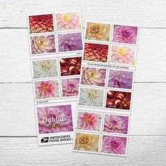 Dahlia Forever Postage Stamps – 2025 Edition, 2 Books of 20, First-Class Mail