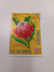 Big flower stamp gunea